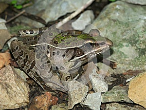 Southern Leopard Frog (Rana sphenocephala) photo