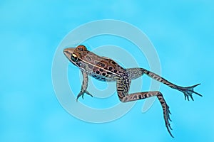 Southern leopard frog Rana sphenocephala floats in a pool