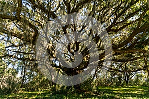 Southern live oak 2