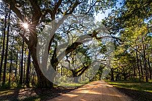 Southern live oak 3