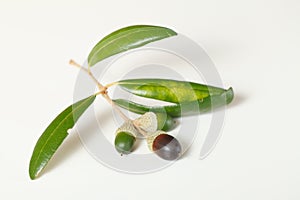 Southern Live Oak Acorns Isolated on White