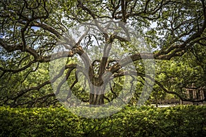 Southern Live Oak