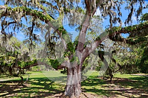 Southern Live Oak Tree