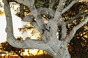 Southern live oak tree backlit with sunset