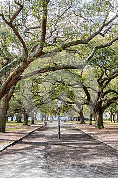 Southern Live Oak Trees