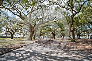 Southern Live Oak Trees