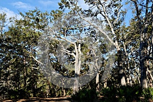 Southern Live Oak Trees With Blue Sky Background