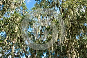 Southern live oak trees Quercus virginiana covered in Spanish moss Tillandsia usneoides - Clermont, Florida, USA