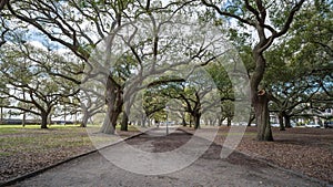 Southern Live Oak Trees Timelapse