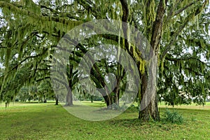 Southern Live Oaks