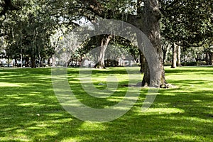 Southern Live Oaks covered in Spanish Moss growing in Savannah`s historic squares. Savannah, Georgia