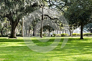 Southern Live Oaks covered in Spanish Moss growing in Savannah`s historic squares. Savannah, Georgia