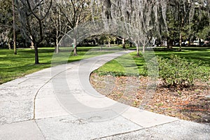 Southern Live Oaks covered in Spanish Moss growing in Savannah`s historic squares. Savannah, Georgia