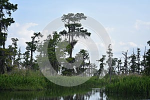 Southern Louisiana Swamp Landscape in the Spring