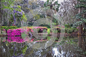 Southern Lowcountry Azalea and Wisteria Garden