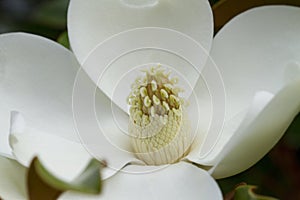 Southern Magnolia Blossom Closeup - Grandiflora