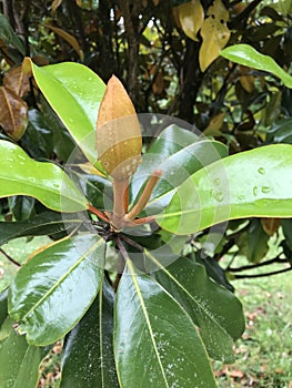 Southern Magnolia Blossom Flower Bud Closeup - Grandiflora - Native Trees