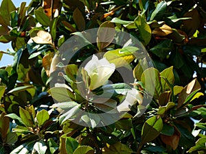 Southern Magnolia Flower