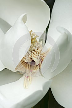 Southern magnolia flower