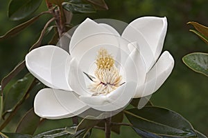 Southern magnolia flower