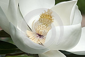 Southern magnolia flower