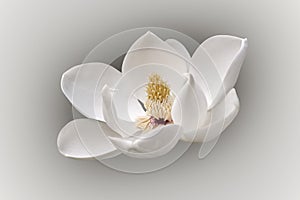 Southern magnolia flower