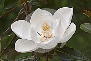 Southern magnolia flower photo