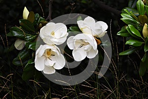 Southern magnolia flowers