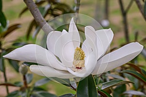 Southern Magnolia grandiflora, big white flower