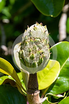 Southern magnolia (magnolia grandiflora) fruit