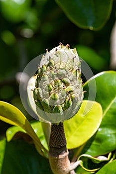 Southern magnolia (magnolia grandiflora) fruit