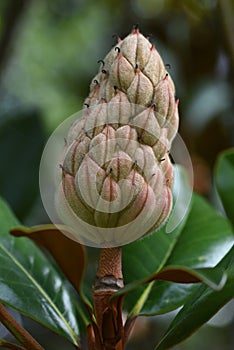 Southern magnolia ( Magnolia grandiflora ) fruits. Magnoliaceae evergreen tree.