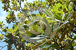 Southern magnolia ( Magnolia grandiflora ) fruits. Magnoliaceae evergreen tree.