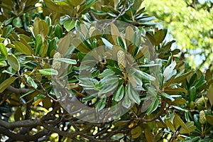 Southern magnolia ( Magnolia grandiflora ) fruits. Magnoliaceae evergreen tree.