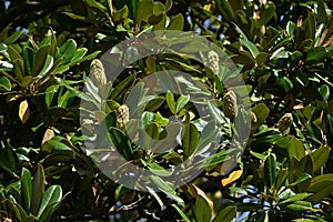 Southern magnolia ( Magnolia grandiflora ) fruits. Magnoliaceae evergreen tree.