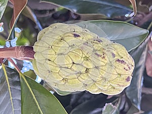 Southern magnolia (Magnolia grandiflora) fruits. Magnoliaceae evergreen tree