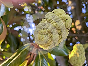 Southern magnolia (Magnolia grandiflora) fruits. Magnoliaceae evergreen tree