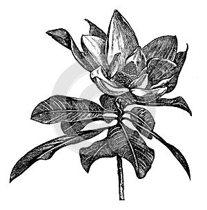 Southern magnolia or Magnolia grandiflora vintage engraving