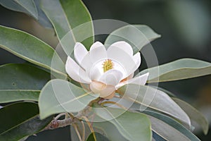 The Southern Magnolia Tree in bloom during August photo