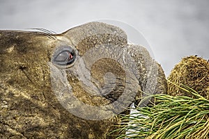 Male Elephant Seal South Georgia photo