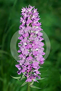 Southern Marsh Orchid photo