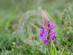 Southern Marsh Orchid aka Dactylorhiza praetermissa, at Braunton Burrows SSSI, North Devon, England.