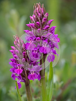 Southern Marsh Orchid aka Dactylorhiza praetermissa, at Braunton Burrows SSSI, North Devon, England.