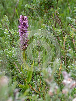 Southern Marsh Orchid aka Dactylorhiza praetermissa, in Creeping Willow aka Salix repens at Braunton Burrows SSSI, North