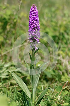 Southern marsh orchid Dactylorhiza praetermissa plant in flowe