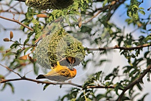 Southern Masked Weaver - African Wild Bird Background - Home Sweet Home