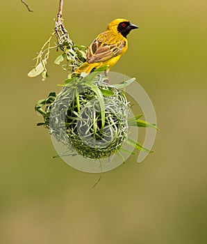 Southern Masked Weaver Bird photo