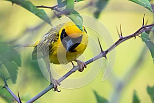 Southern Masked Weaver bird on a branch