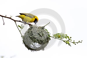 Southern Masked Weaver Bird building nest