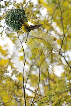 Southern masked weaver bird building a nest